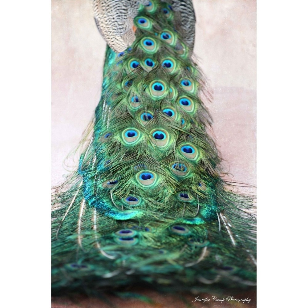 Peacock Feather, Abstract Fine Art Photography Print‎ Size 11x14